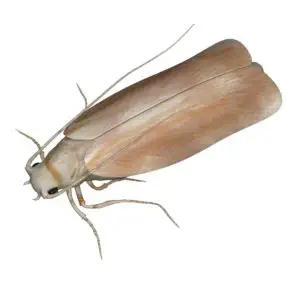 Ausgewachsene Kleidermotte (Tineola bisselliella)