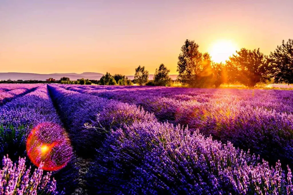 Lavendel gegen Motten